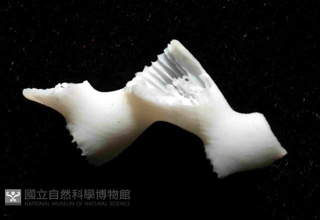 枝狀多目珊瑚藏品圖，第4張