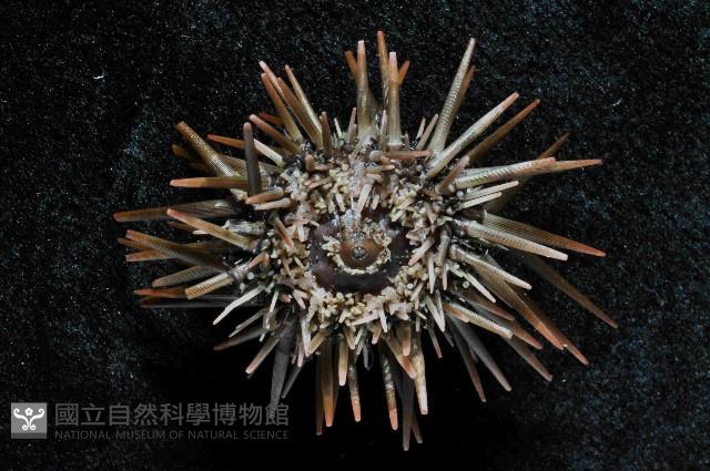 梅氏長海膽藏品圖，第4張