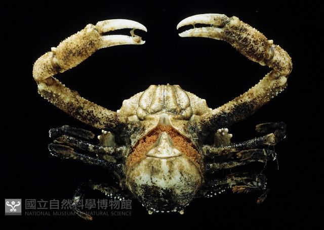 仿泡粒長螯蟹藏品圖，第4張