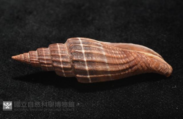 三線蛹筆螺藏品圖，第4張