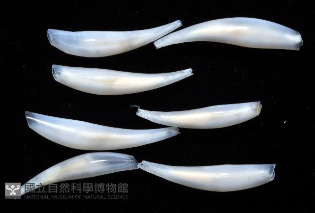胖象牙貝藏品圖，第4張