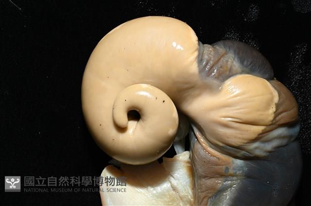 夜光蠑螺藏品圖，第4張