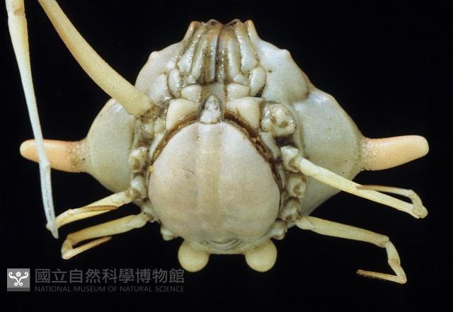 雙角轉輪蟹藏品圖，第4張