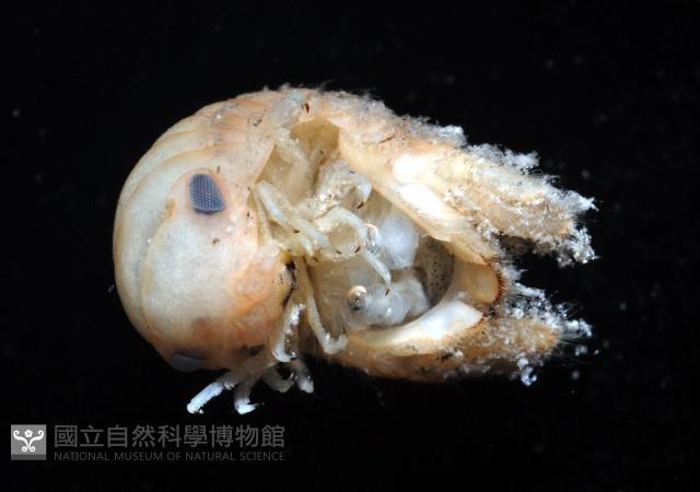 未知種等足類藏品圖，第4張