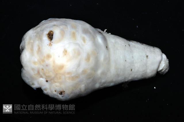 未知種海葵(海葵目)藏品圖，第4張