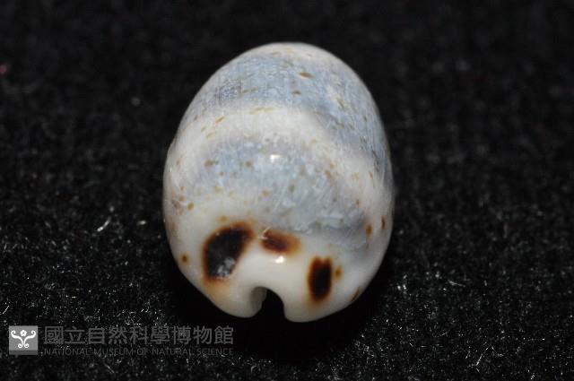 瘦熊寶螺藏品圖，第4張