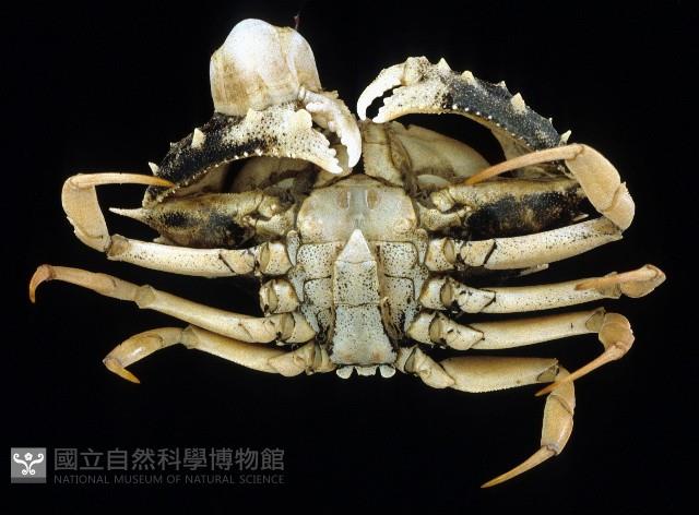 短刺筐形蟹藏品圖，第4張