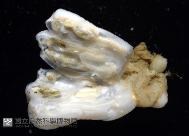 未知種海鞘藏品圖，第4張