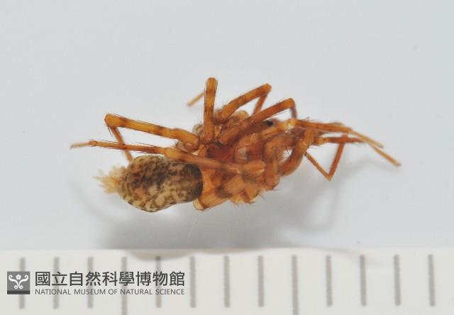 雙叉隙蛛藏品圖，第4張
