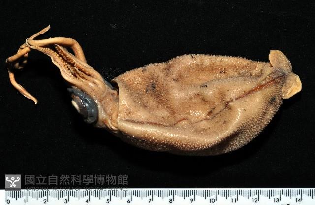 小頭魷魚藏品圖，第4張