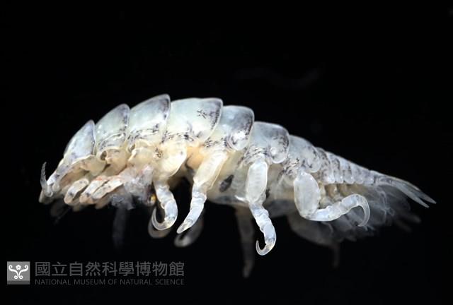 未知種縮頭水虱藏品圖，第4張