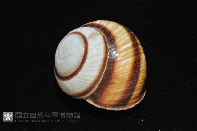 黑白光澤蝸牛藏品圖，第4張