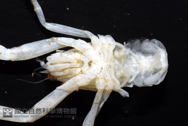 未知種折尾蝦藏品圖，第4張