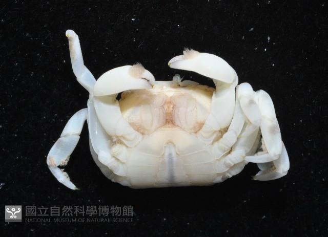 白假方蟹藏品圖，第4張