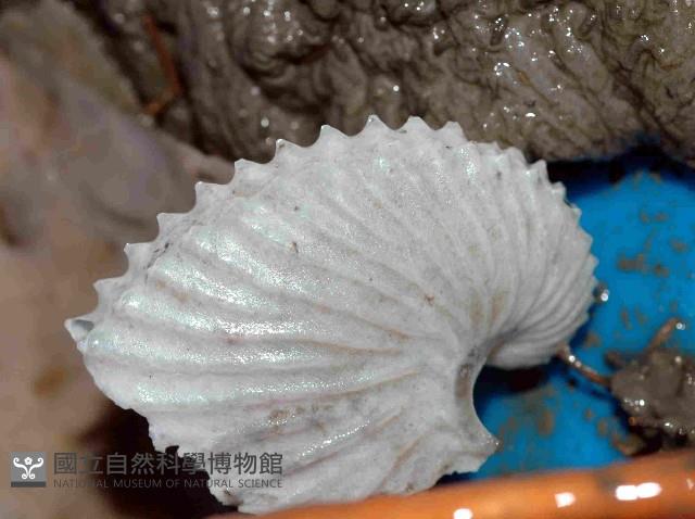 扁船蛸藏品圖，第4張