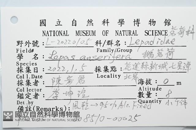 鵝茗荷藏品圖，第4張
