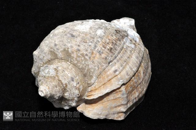 紅皺岩螺藏品圖，第4張