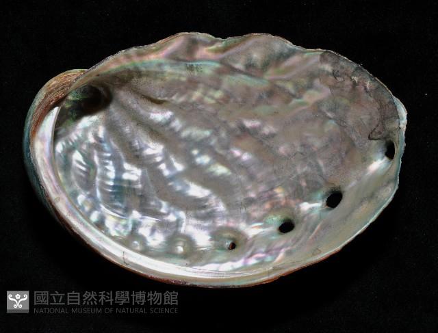 堪察加鮑螺藏品圖，第4張