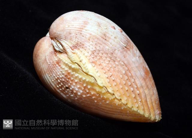 登錄號:007819-00095藏品圖，第4張