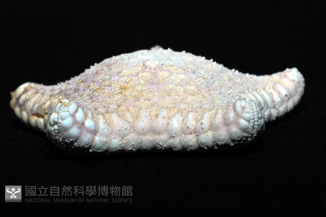 麵包海星(饅頭海星)藏品圖，第4張