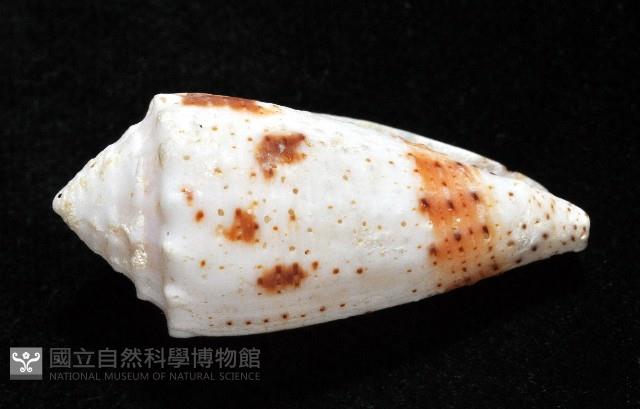 雲朵芋螺藏品圖，第4張