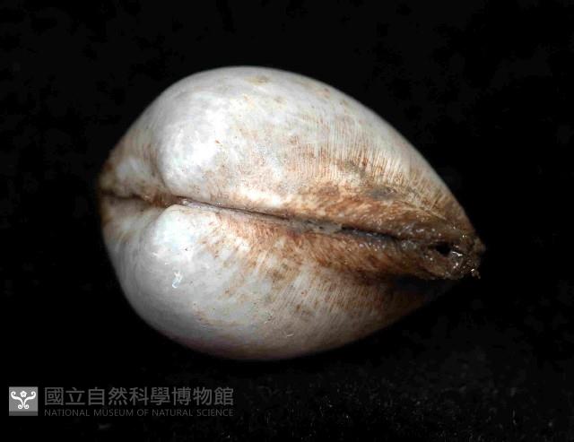 未知種杓蛤藏品圖，第4張