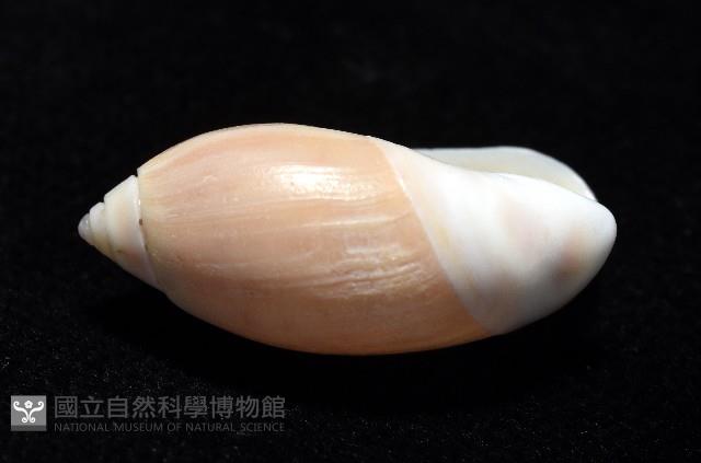 寬口彈頭螺藏品圖，第4張