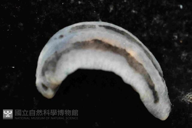 縱紋葉海蛞蝓藏品圖，第4張