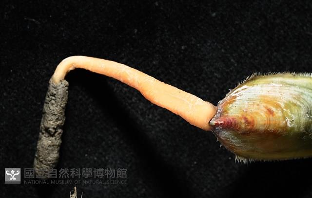 亞氏海豆芽藏品圖，第4張