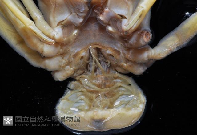 封口曼人面蟹藏品圖，第4張