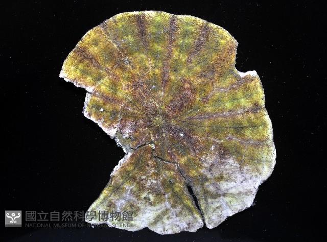裂邊毛餅海膽藏品圖，第4張
