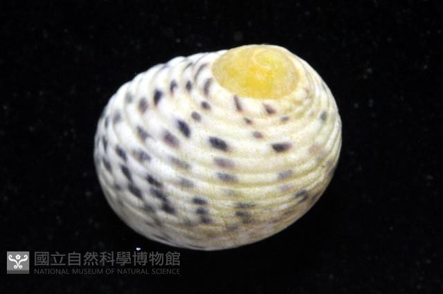 白肋蜑螺藏品圖，第4張