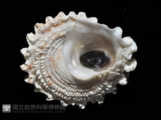 扶輪星螺藏品圖，第4張