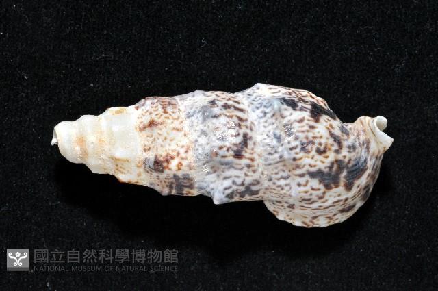 鴞蟹守螺藏品圖，第4張