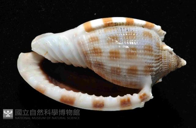 布紋鬘螺藏品圖，第4張