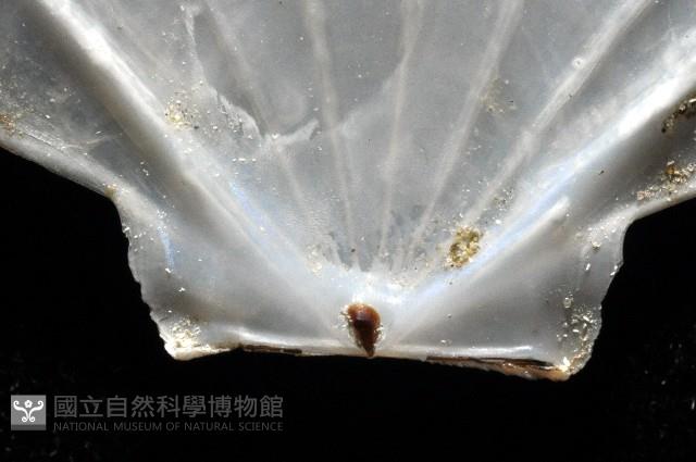 大光芒海扇蛤藏品圖，第4張