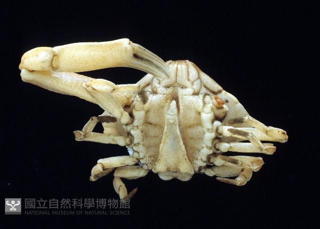 小五角蟹藏品圖，第4張