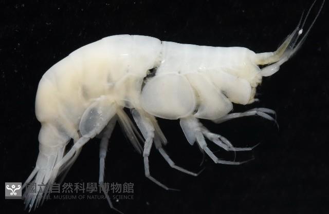 未知種深海側甲鉤蝦藏品圖，第4張