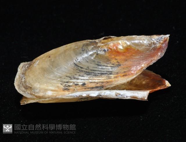 鴨嘴海豆芽藏品圖，第4張