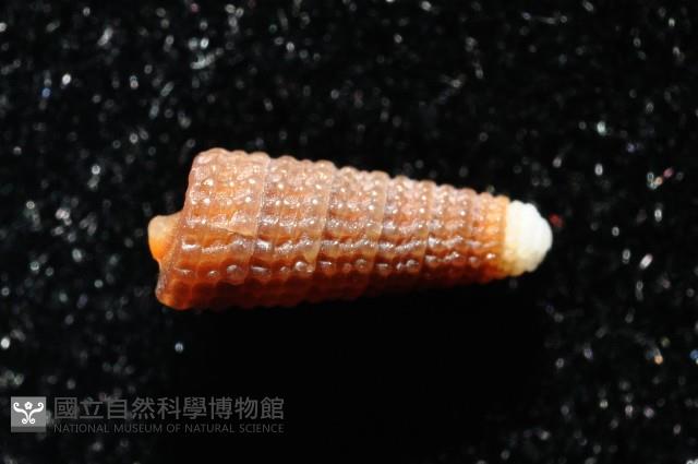 左錐螺之一種藏品圖，第4張