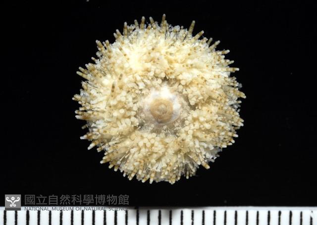 疣裸海膽藏品圖，第4張
