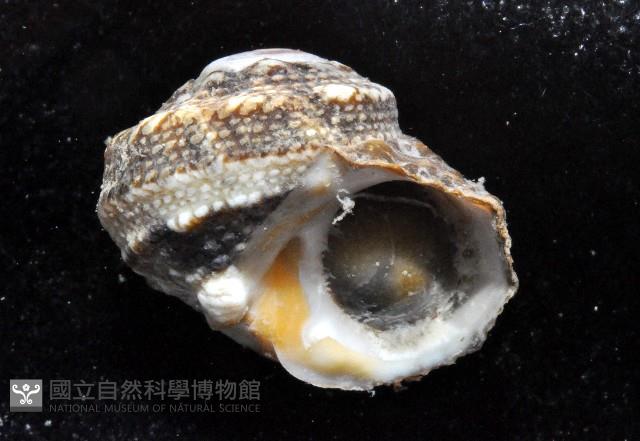 珠螺藏品圖，第4張