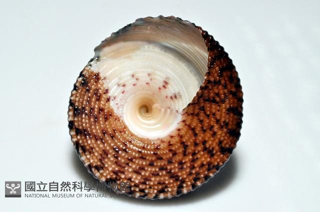 花斑鐘螺藏品圖，第4張
