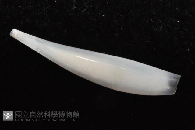 胖象牙貝藏品圖，第4張