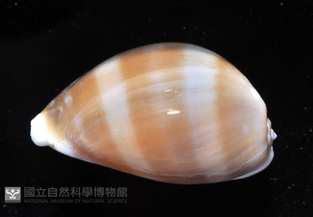 白星寶螺藏品圖，第4張