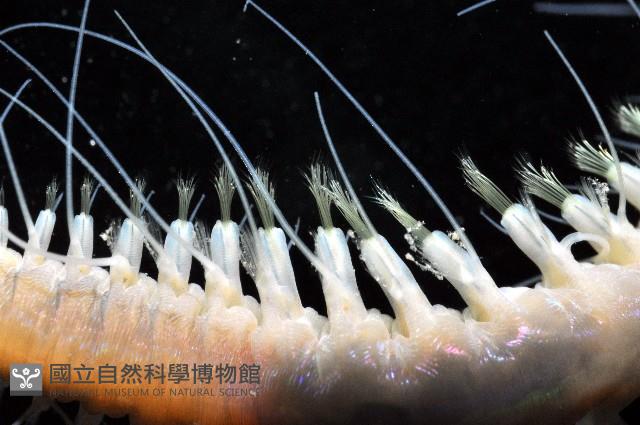 未知種海女蟲藏品圖，第4張