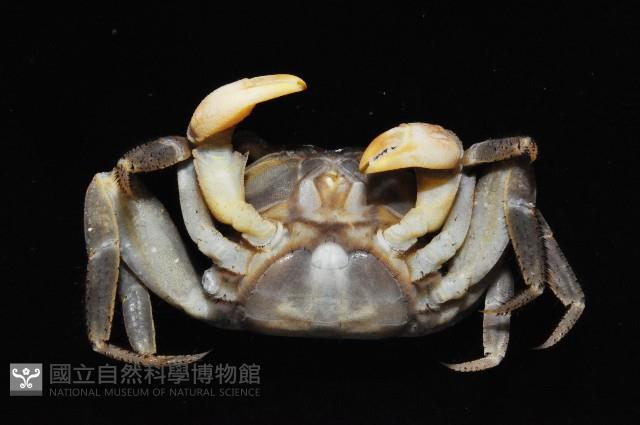斑點擬相手蟹藏品圖，第4張