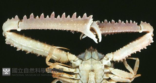 長手菱蟹藏品圖，第4張