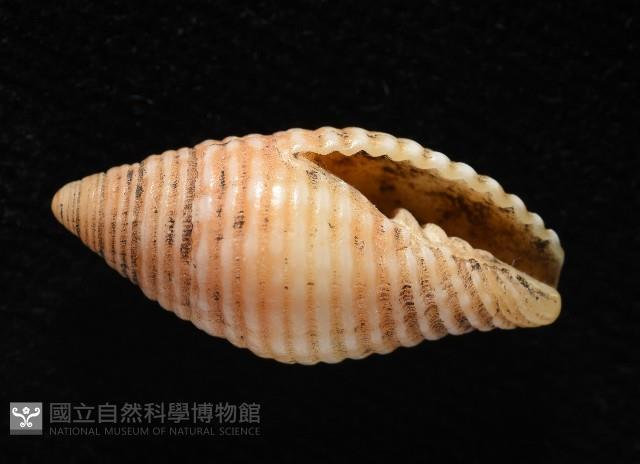 登錄號:007819-00116藏品圖，第4張