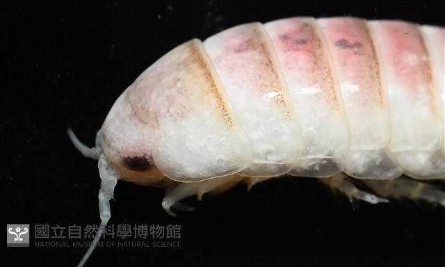 未知種浪漂水虱藏品圖，第4張